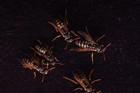 Group of wasps Stock Photos
