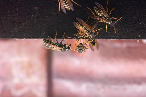 Group of wasps Stock Photos