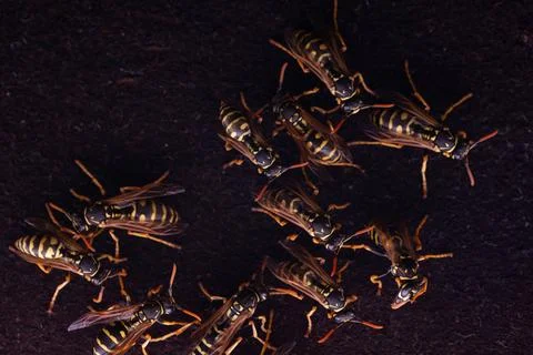 Group of wasps Stock Photos