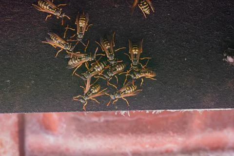 Group of wasps Stock Photos
