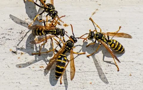 Group of wasps in the sun. Stock Photos