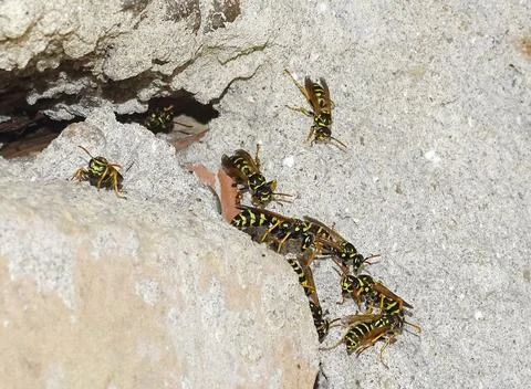 Group of wasps on a wall. In Romania Фото
