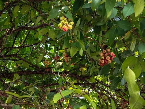 Group of Water Apple Stock Photos