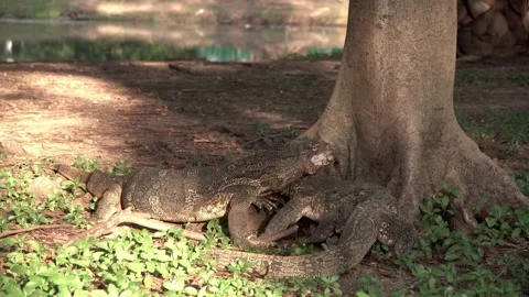 A group of water monitors eating a turtle. Stock Footage 310645242