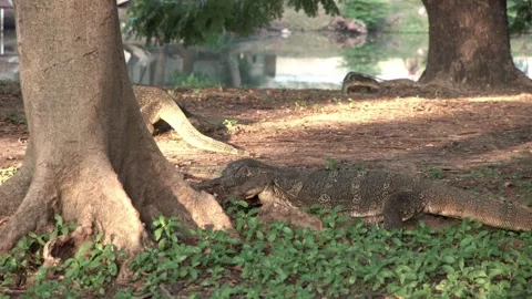 A group of water monitors eating a turtle. Video stock 311834817