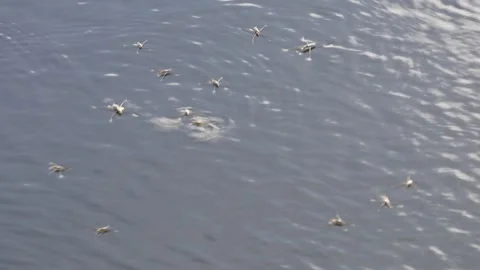 A group of water striders floating Stock Footage 320004800