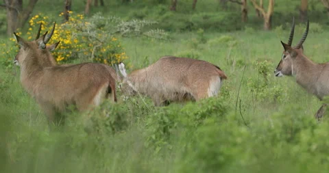 Group of Waterbuck  Stock Footage 138128913