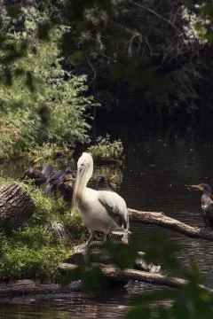 Group of waterfowl Stock Photos