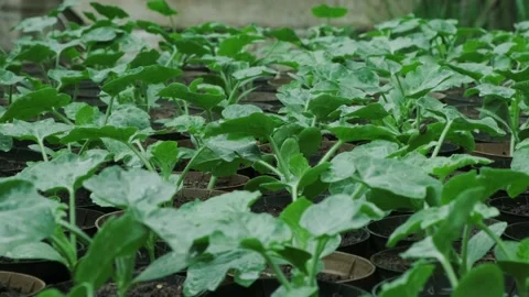 Group of watermelons seedlings in pots Stock Footage 130660127