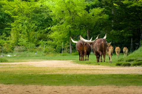 Group of watusi Stock Photos