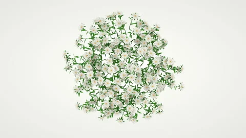 Group of wavering flowers on a white background. Stock Footage 122458466