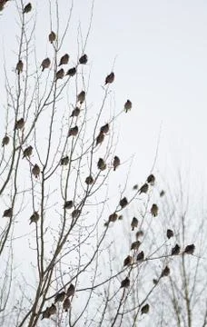 Group of waxwings sits on a tree Stock Photos