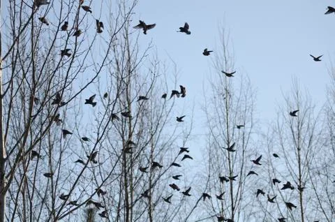 Group of waxwings sits on a tree Stock Photos