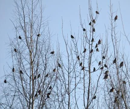 Group of waxwings sits on a tree Stock Photos