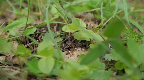 A group of weaver ants are going to move a scale insects to other locations. 스톡 동영상 51453646