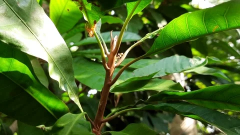Group of weaver ants Stock Footage 149271099