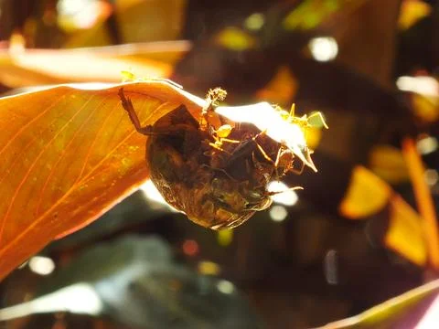 A group of weaver ants Stock Photos