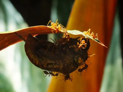 A group of weaver ants Stock Photos
