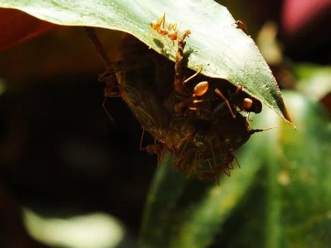 A group of weaver ants Stock-Fotos