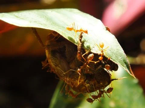 A group of weaver ants Stock Photos