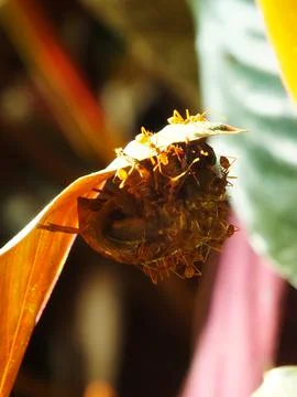 A group of weaver ants Stock Photos