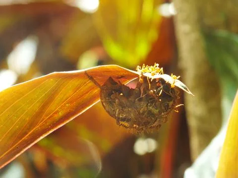 A group of weaver ants 写真素材