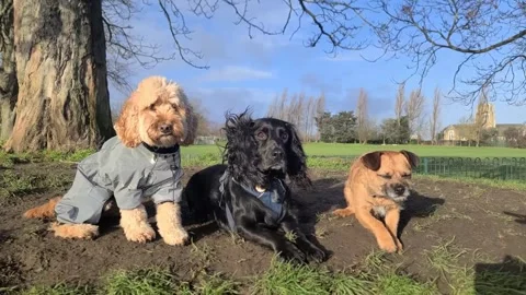 Group of well behaved dogs lay down - dog tricks Stock Footage 265802452
