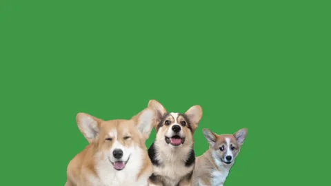 Group welsh corgi on a green screen Stock Footage 108656680