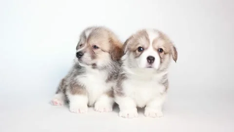 Group of welsh corgi puppies  sitting on white background,  concept of cute, Stock Footage