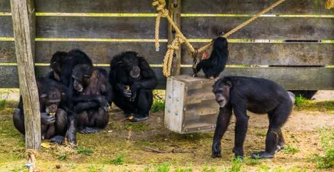 Group of western chimpanzees together, Critically endangered animal specie fr Stock Photos