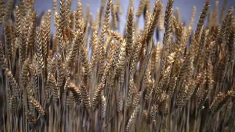 A group of wheat ears. Stock Footage 311243331