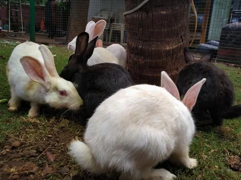 Group of white and black colored rabbits in garden, India Stock Photos