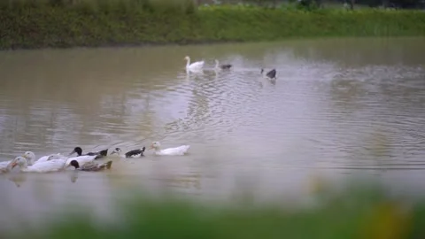 Group of white and black ducks paddling in water. Stock-Footage 330239635