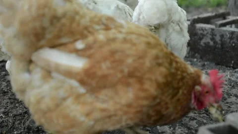 A group of white and brown chickens gathers together 動画素材 343344751