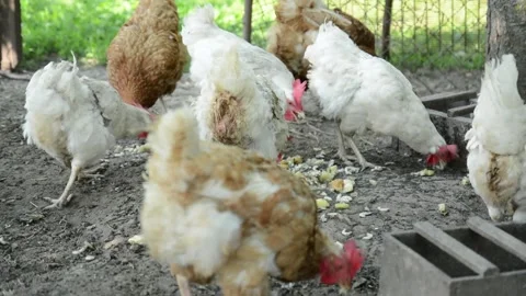 A group of white and brown chickens gathers together 스톡 동영상 343344752