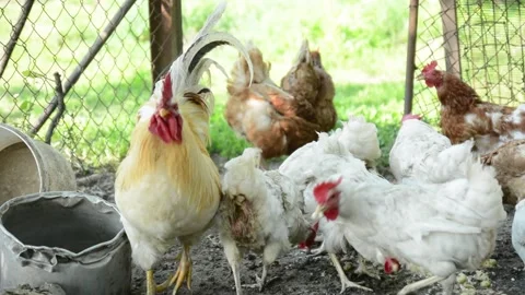 A group of white and brown chickens gathers together 動画素材 343344864