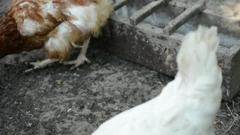 A group of white and brown chickens gathers together 動画素材 343344956
