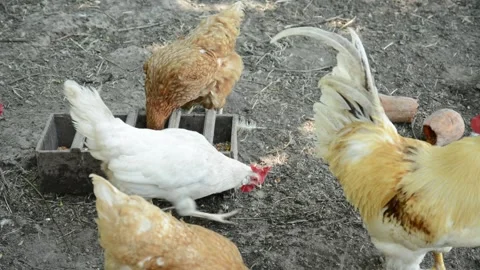 A group of white and brown chickens gathers together 動画素材 343345011