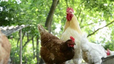 A group of white and brown chickens gathers together Vidéo 343345116