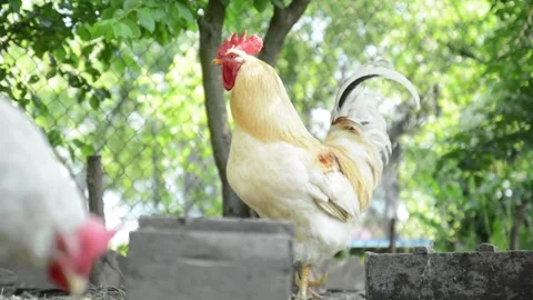 A group of white and brown chickens gathers together 動画素材 343345154