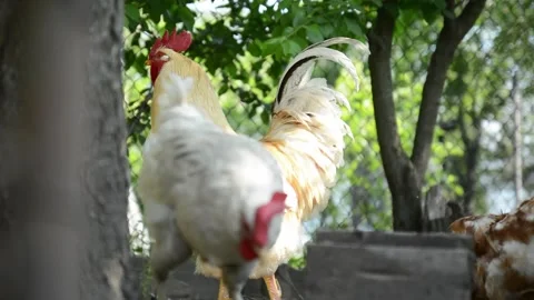 A group of white and brown chickens gathers together 動画素材 343345163