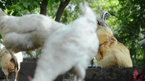 A group of white and brown chickens gathers together 動画素材 343345180
