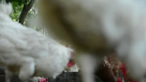 A group of white and brown chickens gathers together Stock Footage 343345237