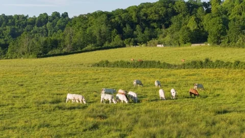 A group of white and brown cows graze peacefully in a lush green pasture Stock Footage 346666031