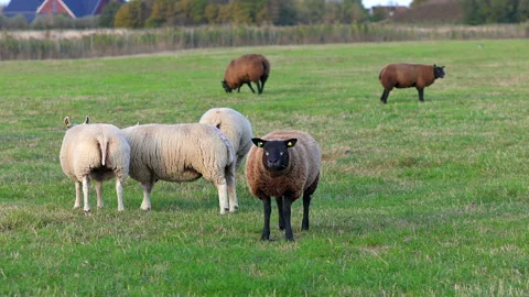 Group of white and brown-faced sheep in a green pasture standing and grazing Stock Footage 322944337