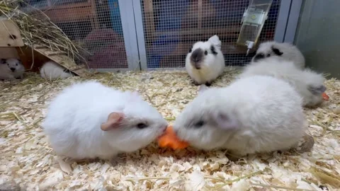A group of white and gray hamsters eating carrots Stock Footage 271283548