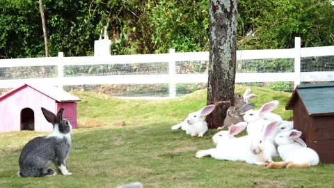 Group of White and Grey Rabbits Resting Under Tree 스톡 동영상 343135386