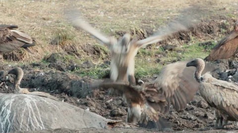 Group of White-backed vultures close to a dead hippo. vultures chasing Stock Footage 234857439