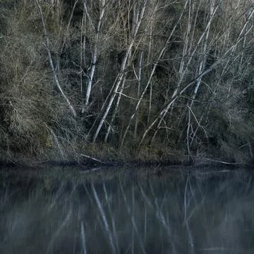 A group of white barked poplars lean along the banks Fotos Stock