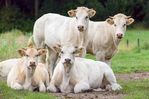 Group of white beige cows posing in meadow Stock Photos